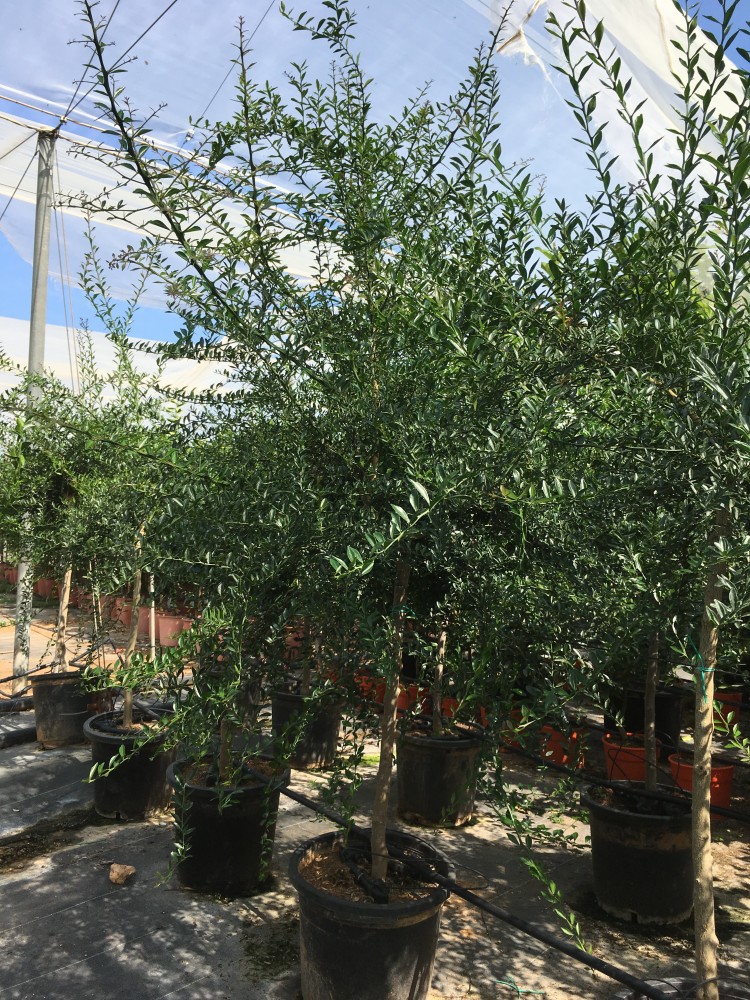 Limonero C. Caviar (Microcitrus australasica) C-30