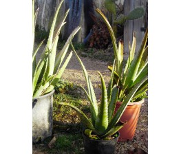 Aloe Vera Rubescens C-20