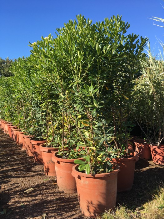 Pittosporum Tobira C-35