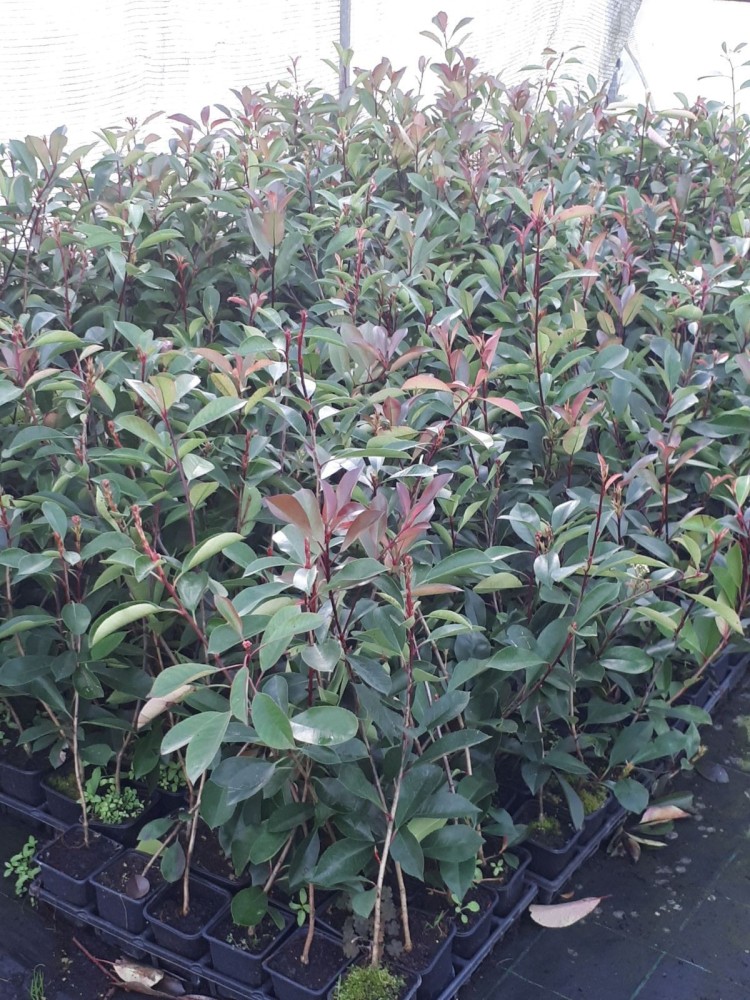 Photinia C-20