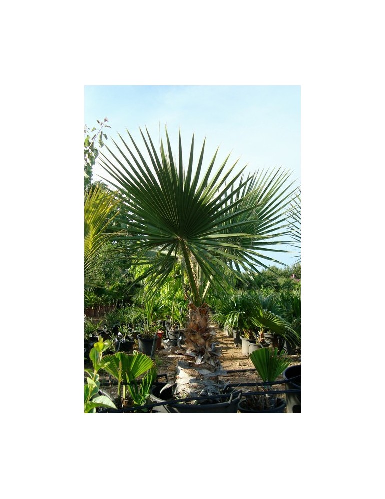 Washingtonia Robusta C-40