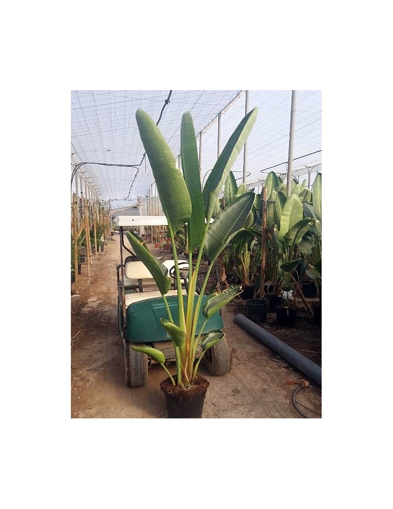 Strelitzia Nicolai C-30
