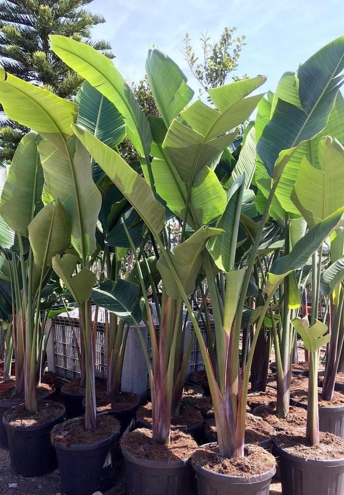 Strelitzia Nicolai C-30