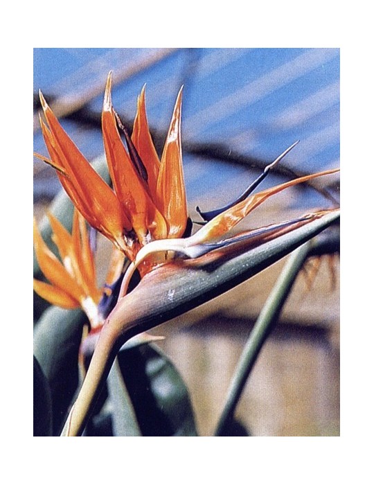 Strelitzia Reginae C-25