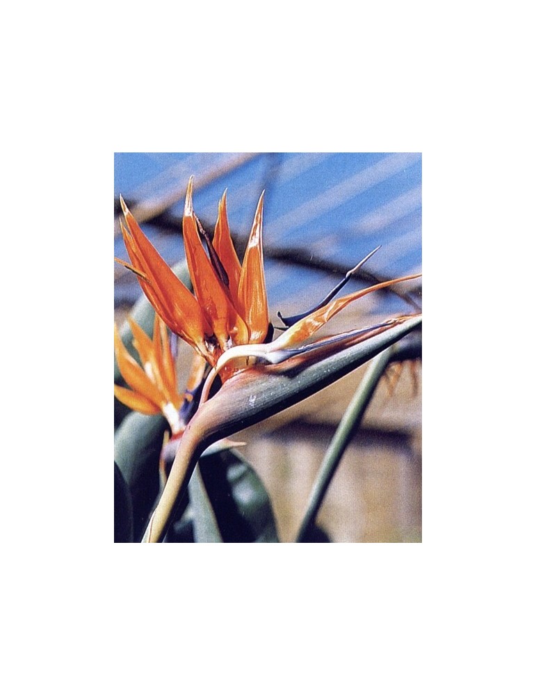 Strelitzia Reginae C-20
