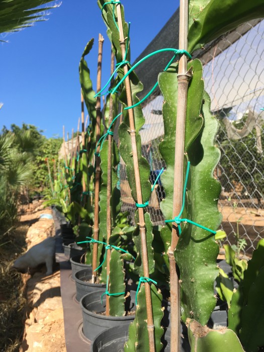 Pitaya.Pitahaya (Hylocereus undatus) C-14. 80/110 cms.