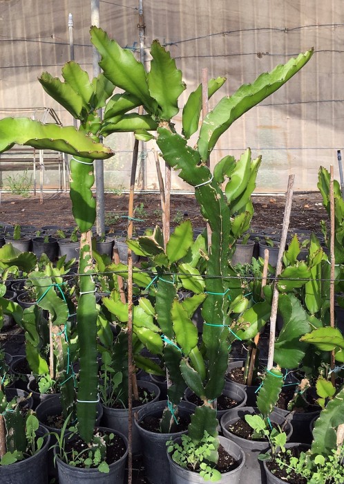 Pitaya.Pitahaya (Hylocereus undatus) C-14. 80/110 cms.