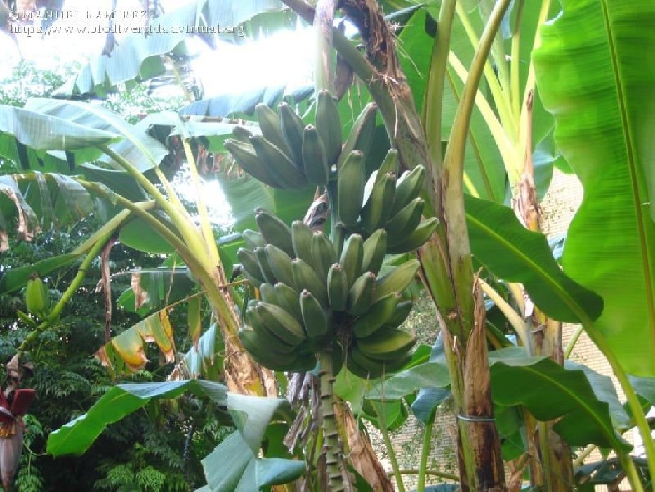 Platanero (Musa Paradisiaca) Alto