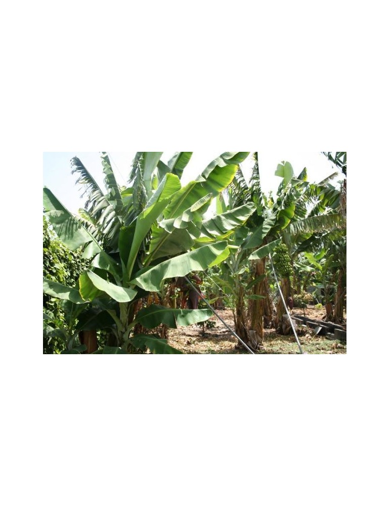 Platanero (Musa Paradisiaca) Alto
