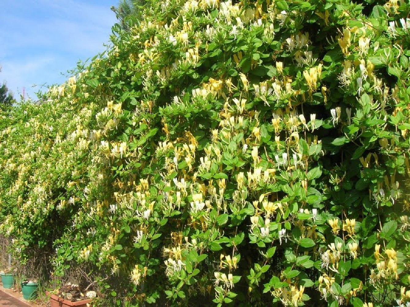Lonicera Japonica.Madreselva. (200/250)