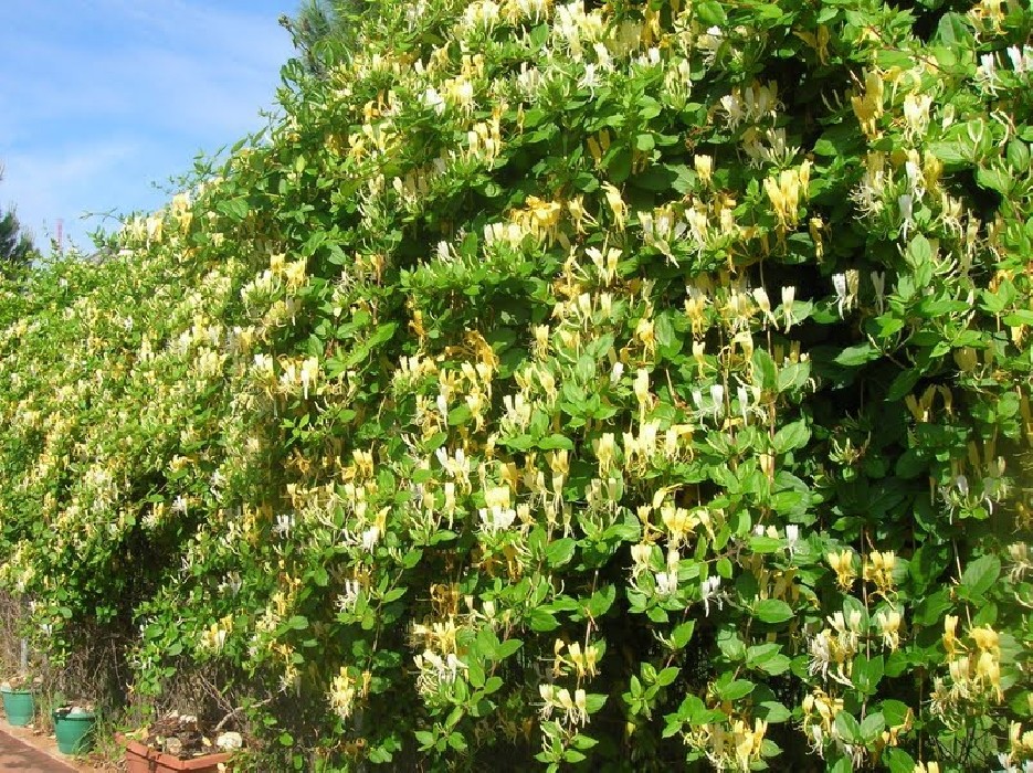 Lonicera Japonica.Madreselva. (200/250)