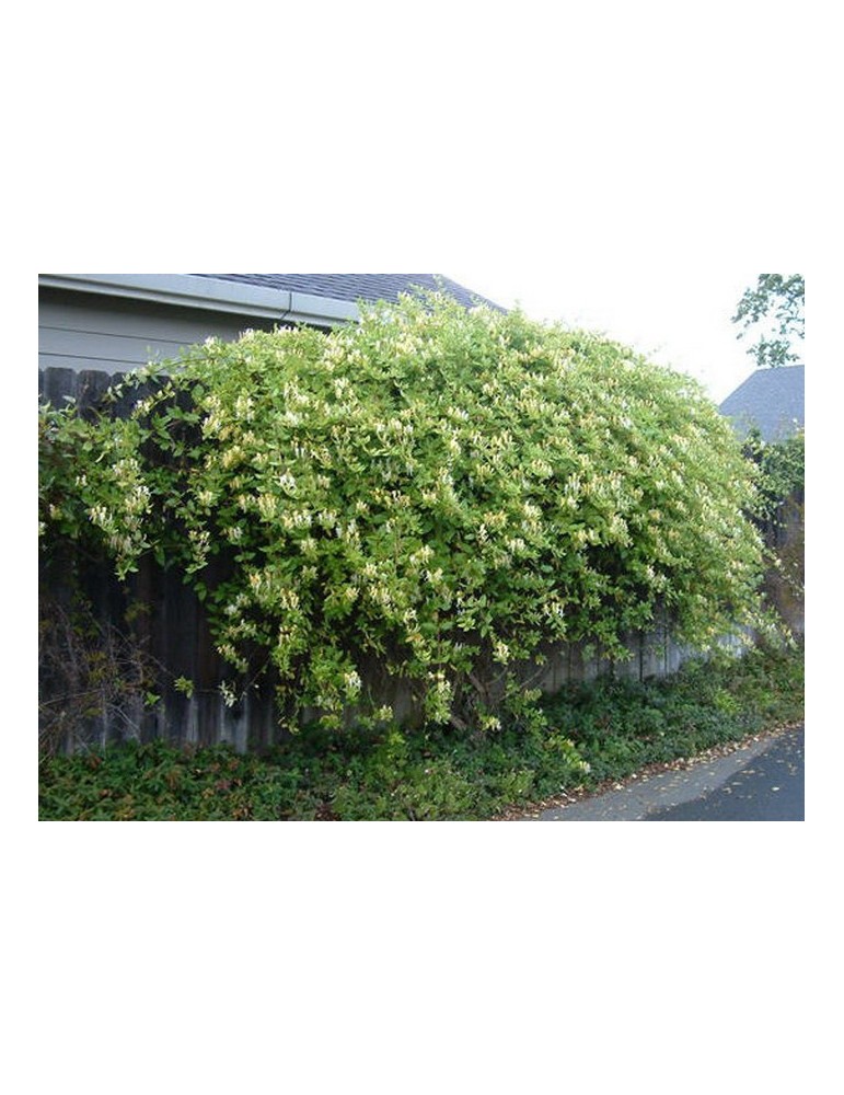 Lonicera Japonica.Madreselva. (200/250)