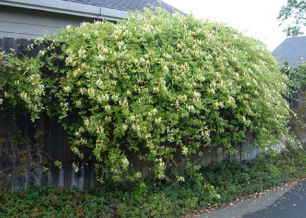 Lonicera Japonica.Madreselva. (200/250)
