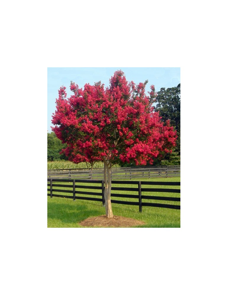 Lagerstroemia Indica Bf-40