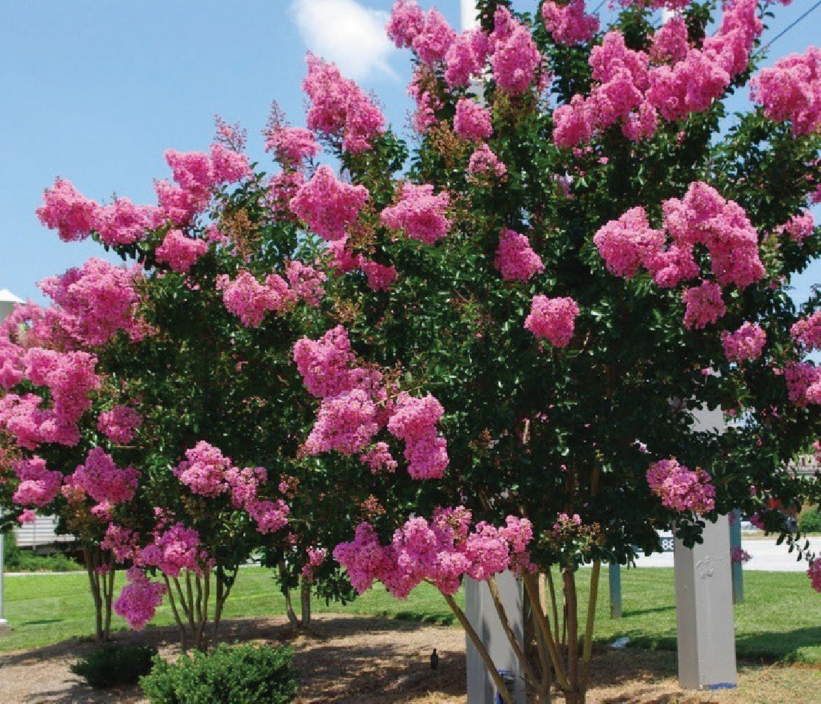 Lagerstroemia Indica Bf-40