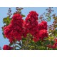 Lagerstroemia Indica Bf-40