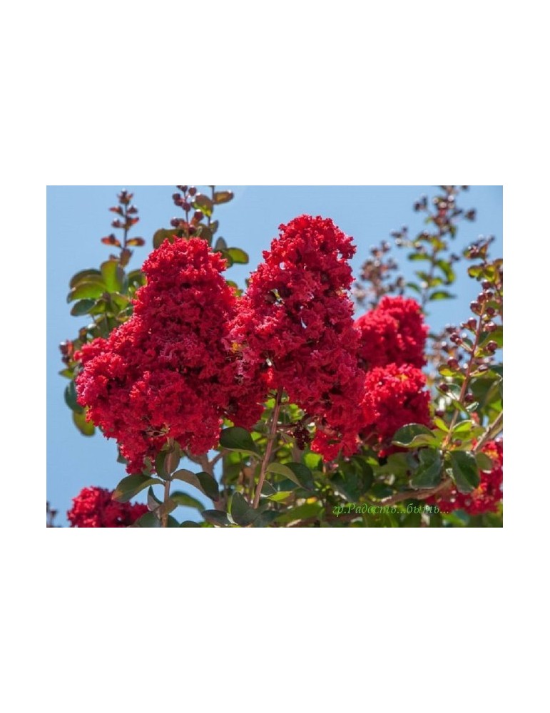 Lagerstroemia Indica Bf-40