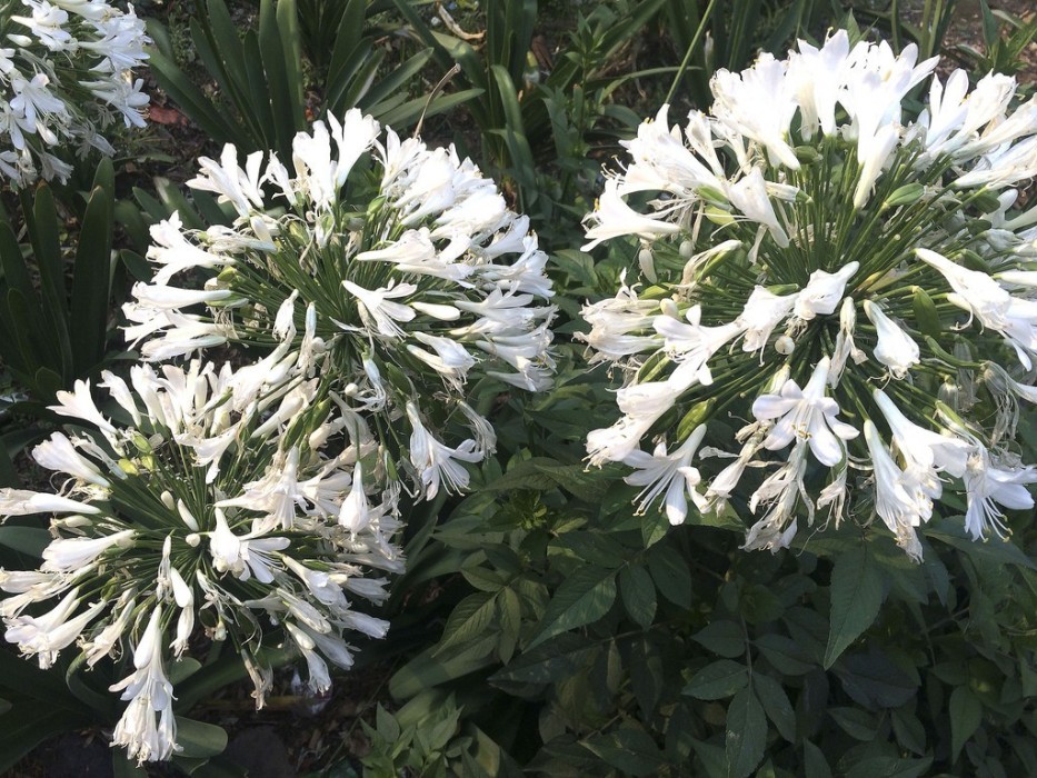 Agapanthus Getty White Blanco Bf-40