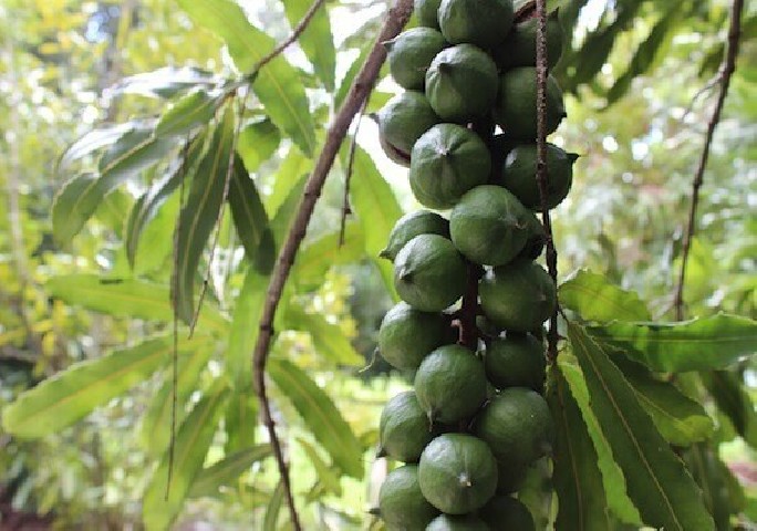 Macadamia C-25 (80/100) 2