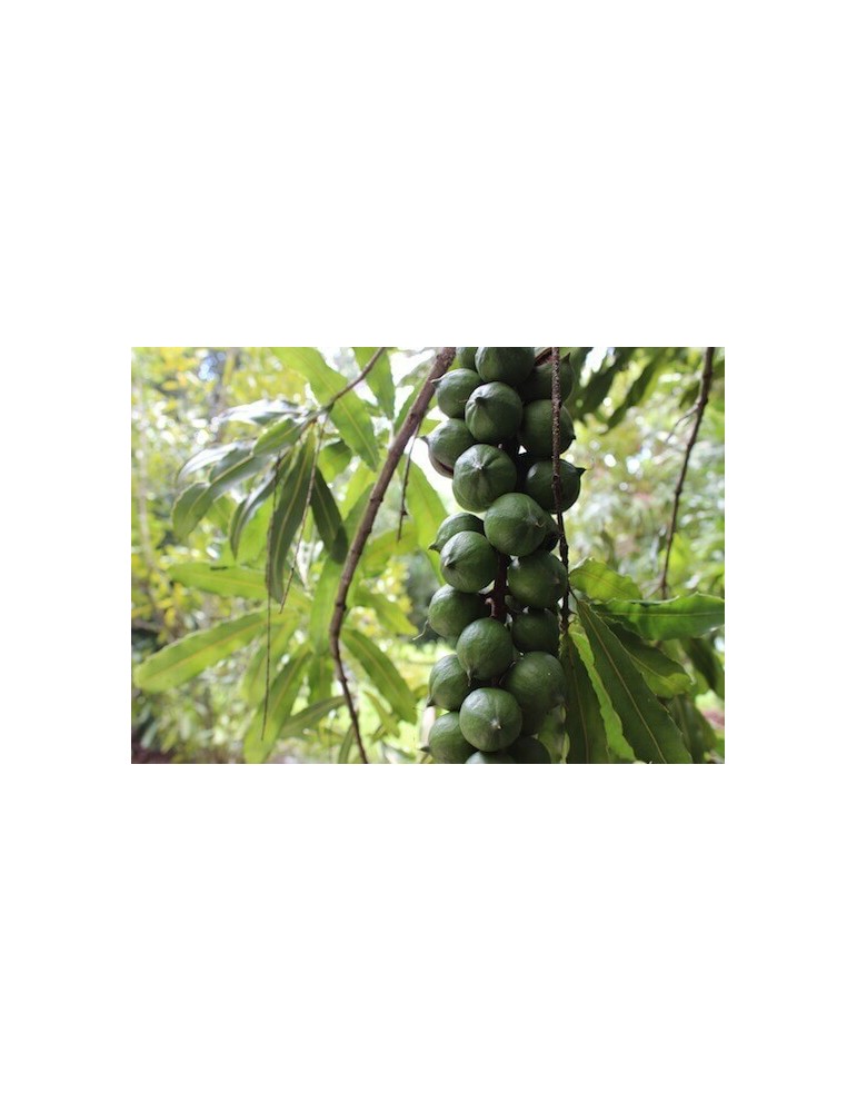 Macadamia C-25 (80/100)