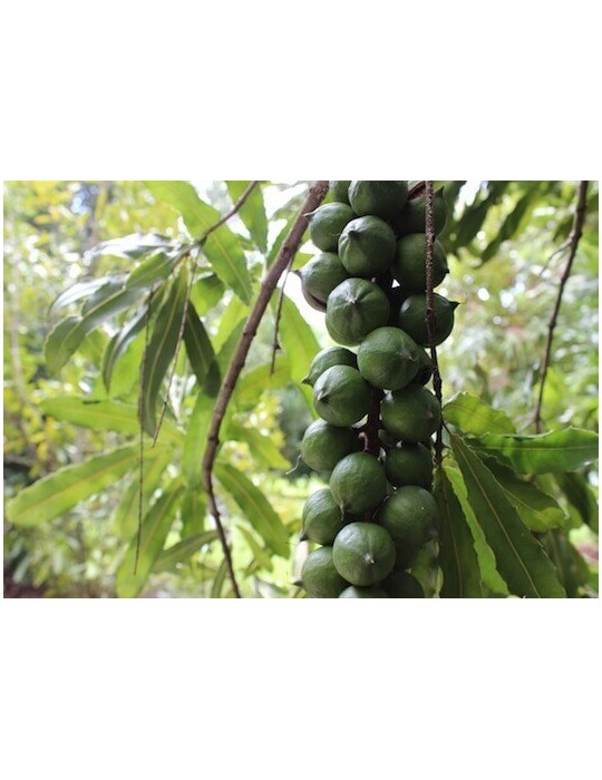 Macadamia C-25 (80/100)