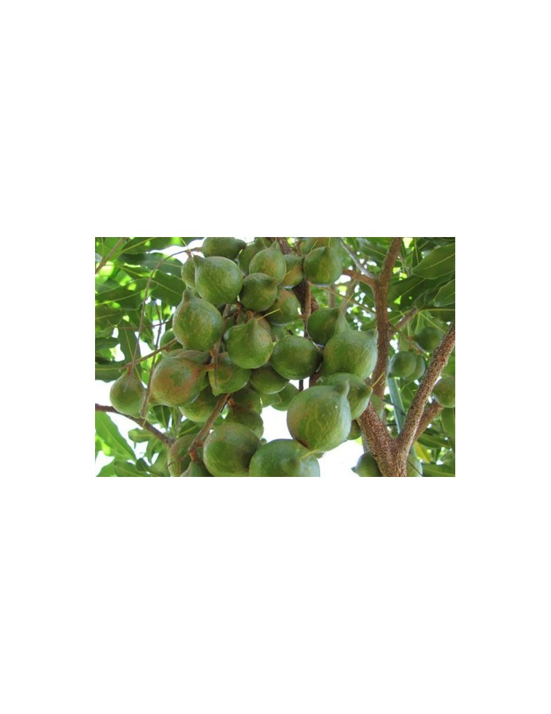 Macadamia C-25 (80/100)