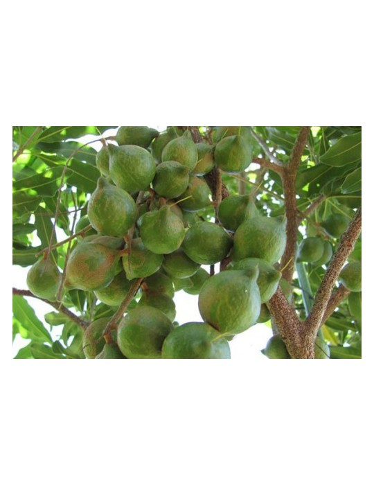 Macadamia C-25 (80/100)