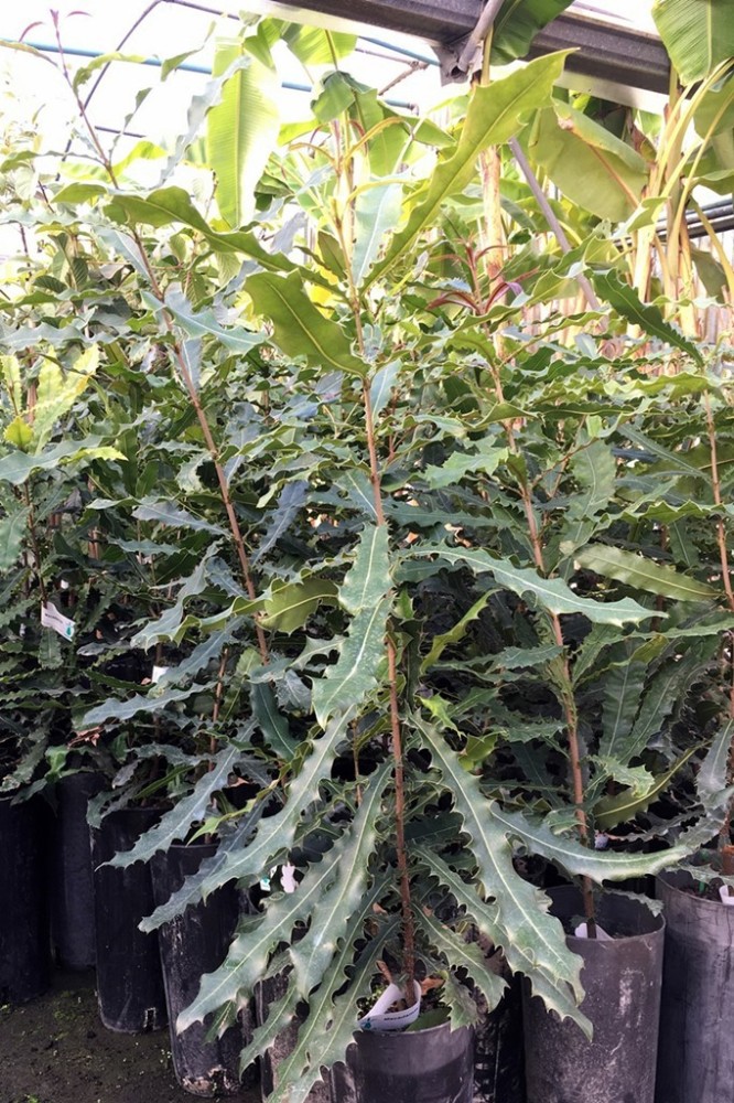 Macadamia C-25 (80/100)