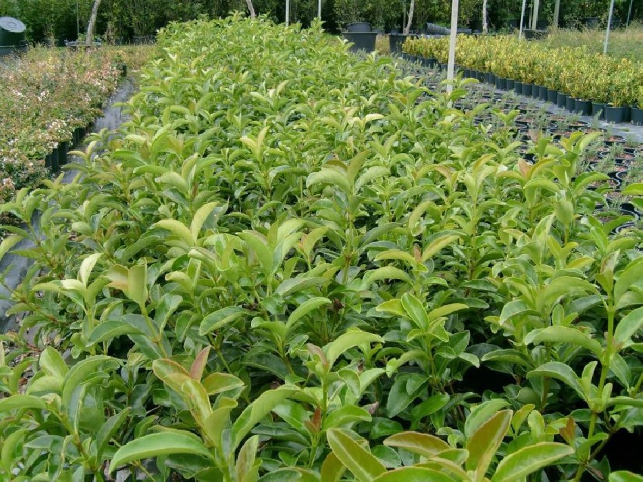 Viburnum Lucidum (Laurel salvaje) Bf-200 (30/40)