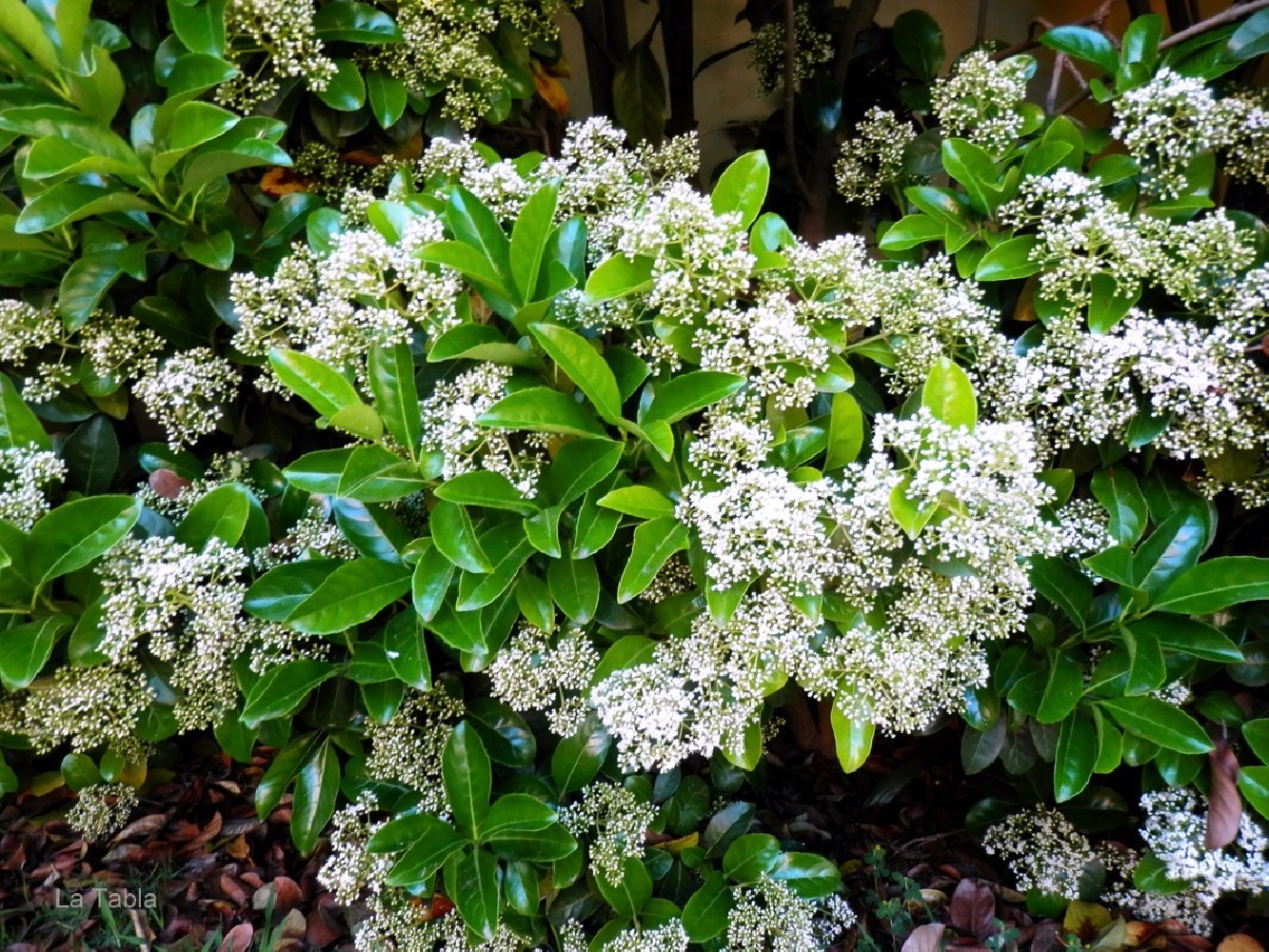Viburnum Lucidum (Laurel salvaje) Bf-200 (30/40)