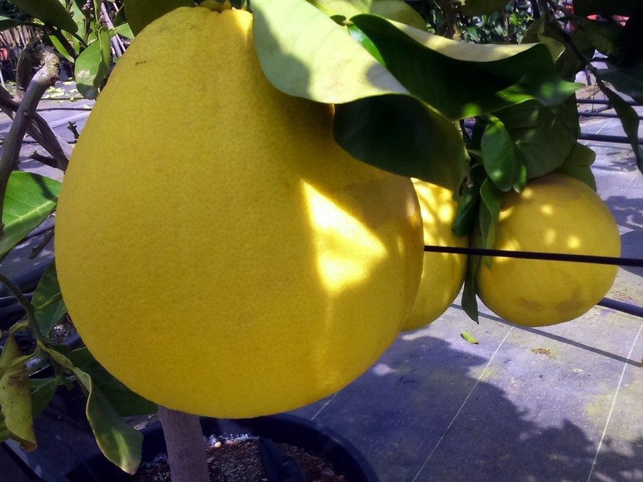 Pumelo.Pummelo.Citrus Maxima C-30 (110/140)