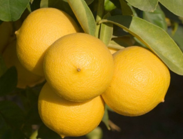 Bergamota C-25 (100/110) 2