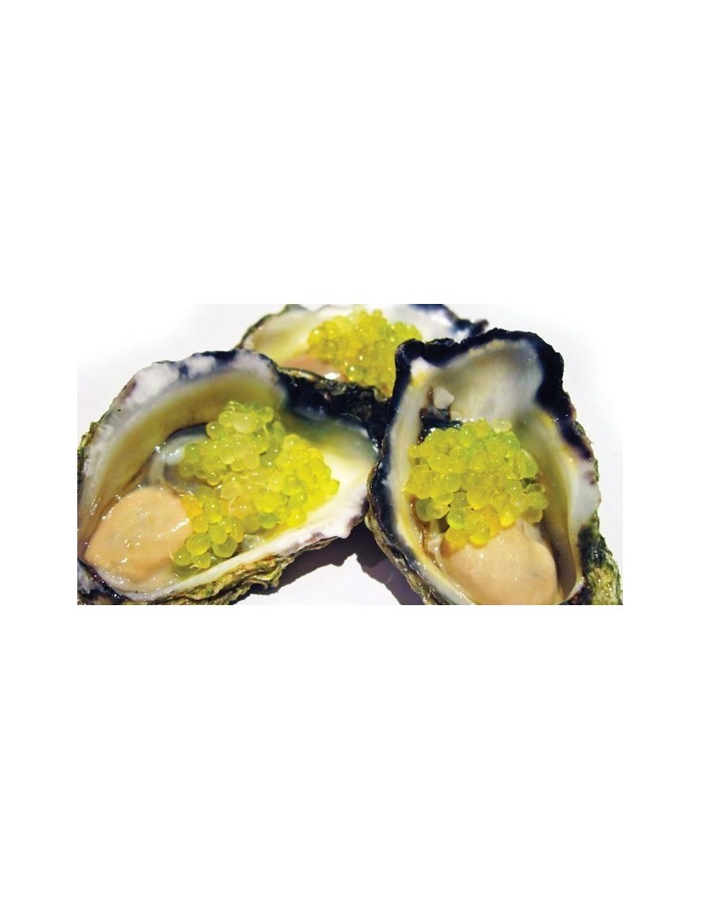 Limonero C. Caviar (Microcitrus Australasica) C-20