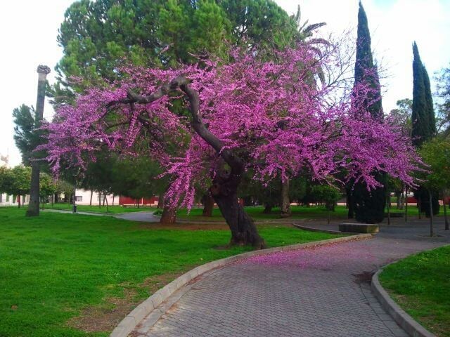 Cercis Siliquastrum.Arbol del amor. BF-40 (50/70) 2