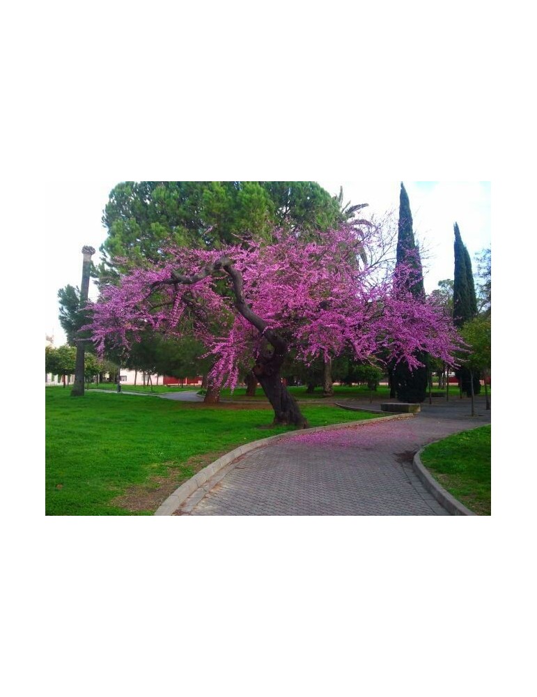 Cercis Siliquastrum.Arbol del amor. BF-40 (50/70)