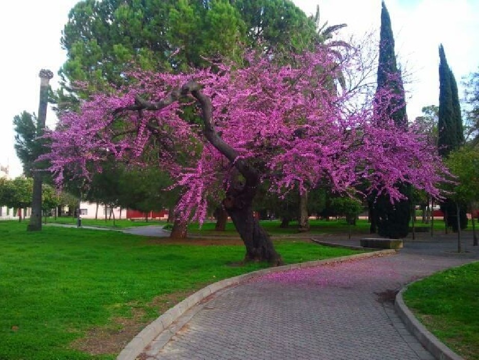 Cercis Siliquastrum.Arbol del amor. BF-40 (50/70)