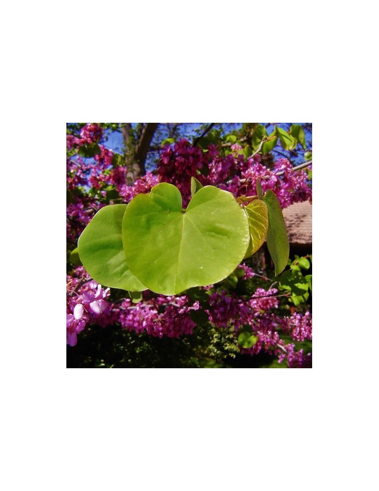 Cercis Siliquastrum.Arbol del amor. BF-40 (50/70)