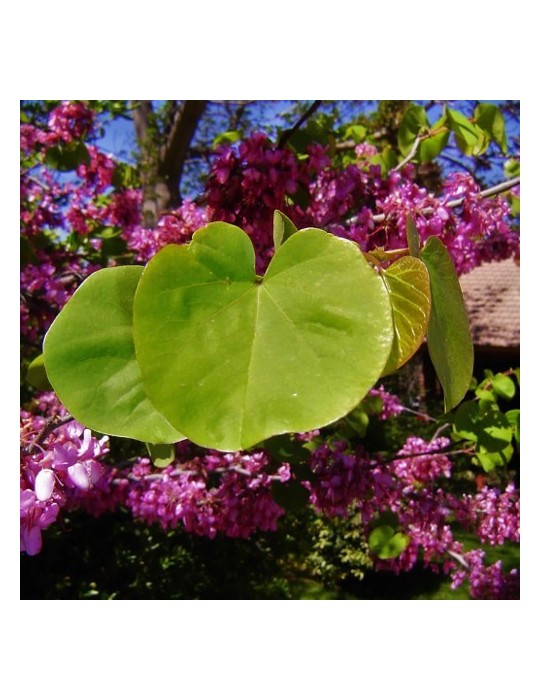 Cercis Siliquastrum.Arbol del amor. BF-40 (50/70)