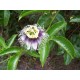 Maracuya.Passiflora edulis C-22 (100/120)