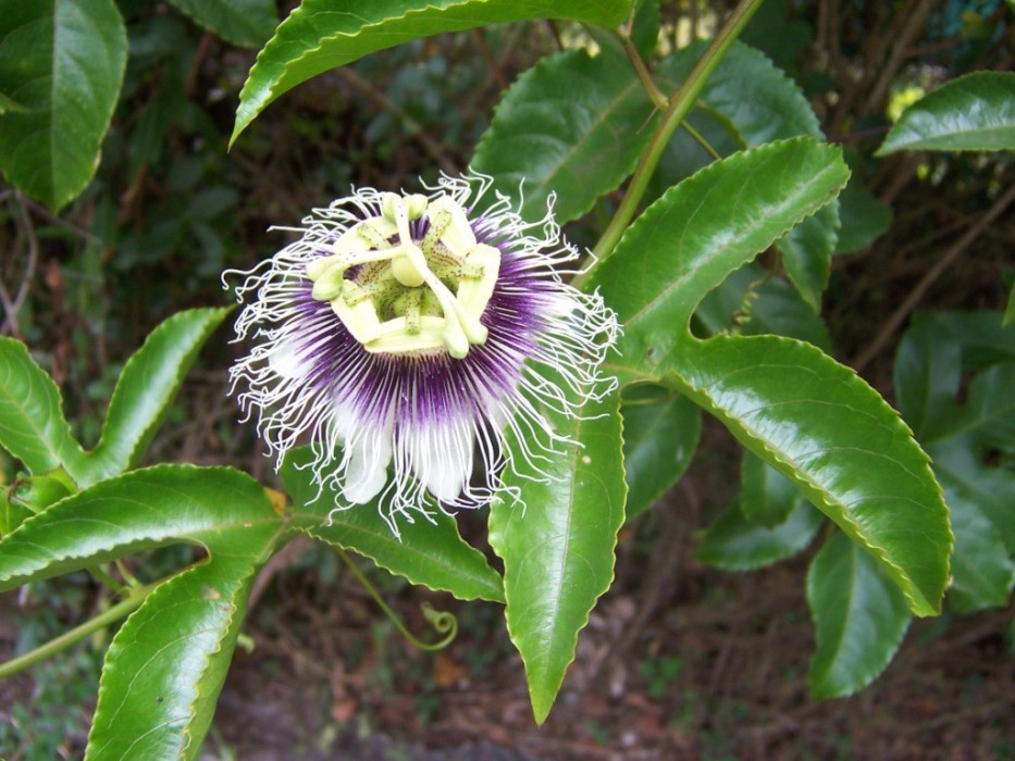 Maracuya.Passiflora edulis C-22 (100/120)