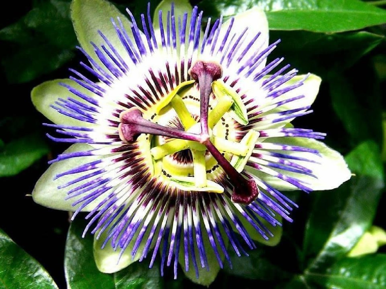 Maracuya.Passiflora edulis C-22 (100/120)