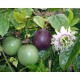 Maracuya.Passiflora edulis C-22 (100/120)