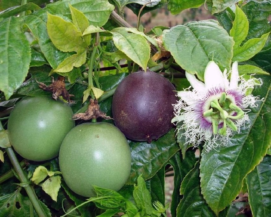 Maracuya.Passiflora edulis C-22 (100/120)