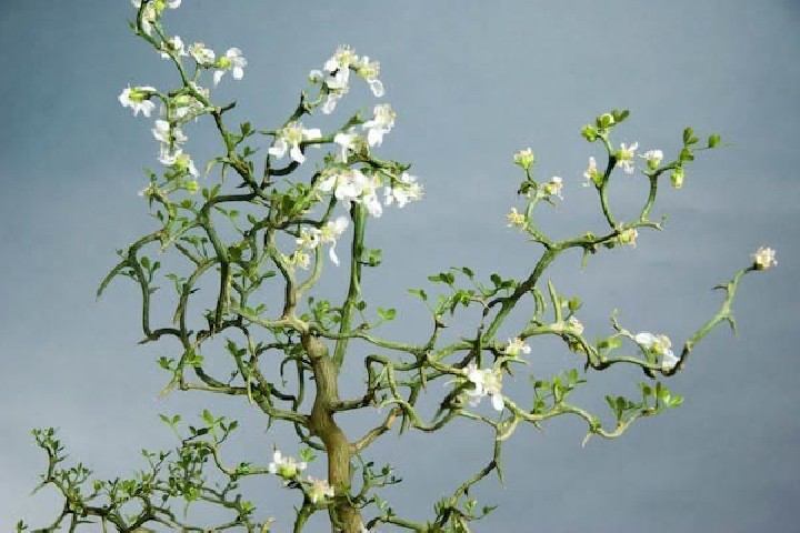 Citrus Poncirus Trifoliata. Flying Dragon Bf-40 2