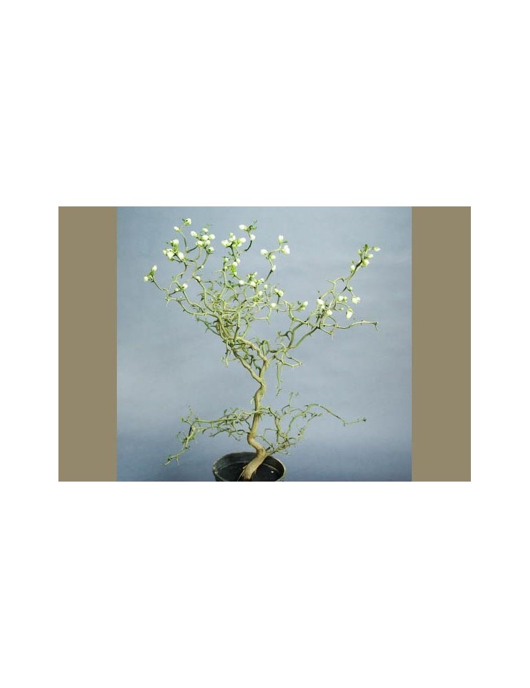 Citrus Poncirus Trifoliata. Flying Dragon Bf-40