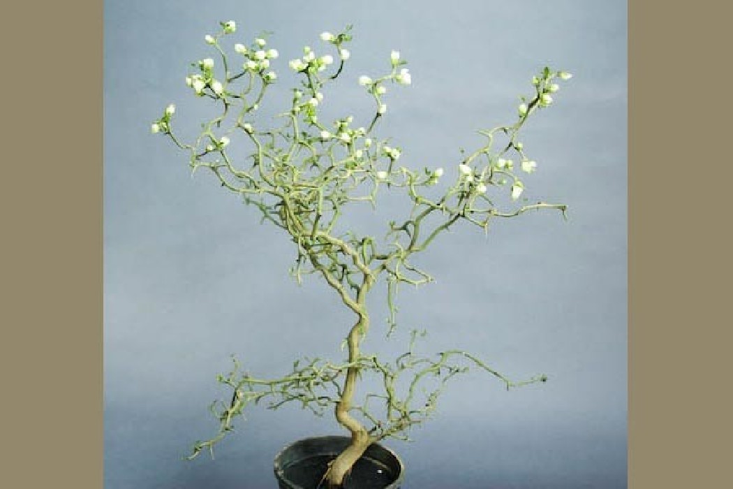 Citrus Poncirus Trifoliata. Flying Dragon Bf-40