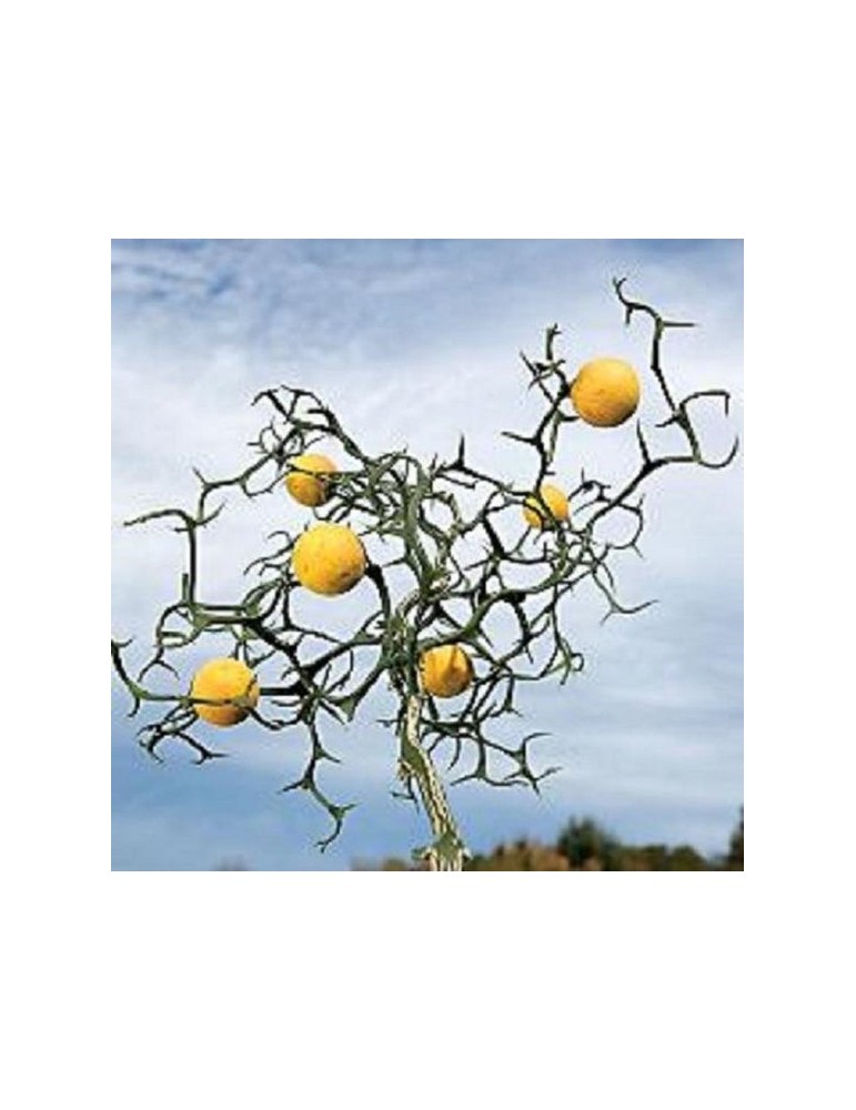 Citrus Poncirus Trifoliata. Flying Dragon Bf-40