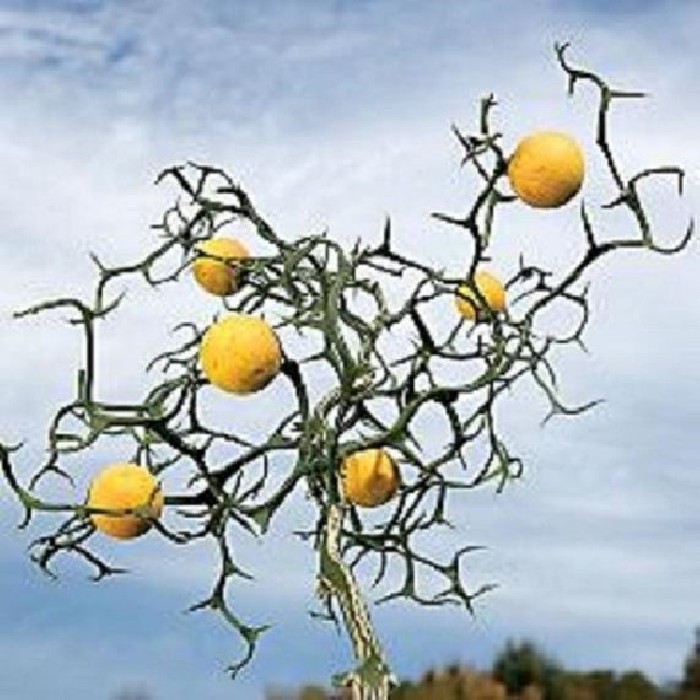 Citrus Poncirus Trifoliata. Flying Dragon Bf-40