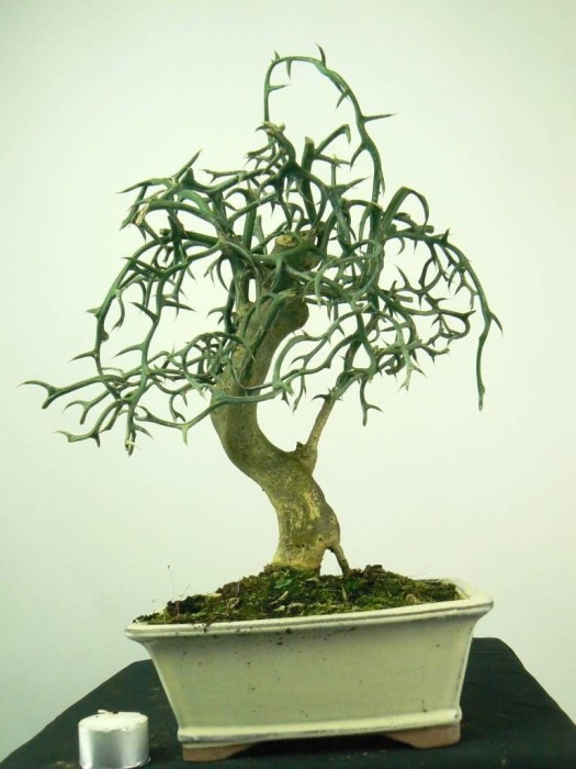 Citrus Poncirus Trifoliata. Flying Dragon Bf-40