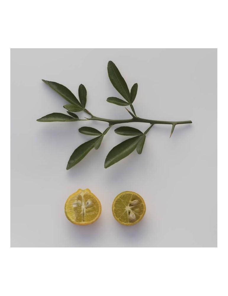 Citrus Citrange C 35 (lima bravia) C-17